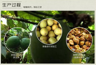 绝特永福罗汉果代用茶 品味自然甘甜的健康之选